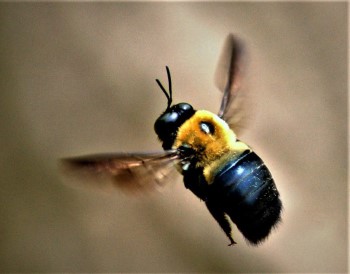 Bee Removal Long Island | Bees | Carpenter | Carpenter Bee | Hive | Nest | New York | Remove | Nassau County