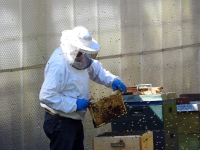 Bee Keeper | Save | Bumble Bee | Capenter | Bee Removal | Long Island | New York | Bees | Wasps | Hornets | Hive | Nest