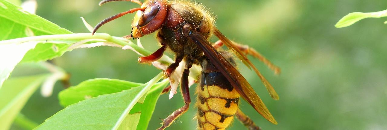 Bee Removal Long Island | Sting | New York | Hornets | European Hornet | Hive | Nest | Remove | Nassau County | Long Island