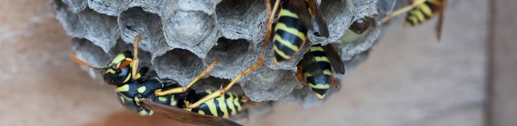 Bee Removal Long Island | Wasps | New York | Paper | European | Paper Wasps | Hive | Nest | Remove | Nassau County | Long Island