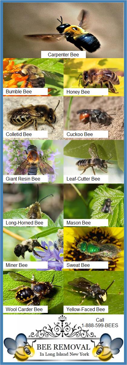 Bees | Colletid | Yellow Faced | Sweat | Cuckoo | Miner | Leaf Cutter | Mason | Wood | Bumblebee | Giant Resin | Honey | Carpenter | Long Horned | Hives | Nest | Remove