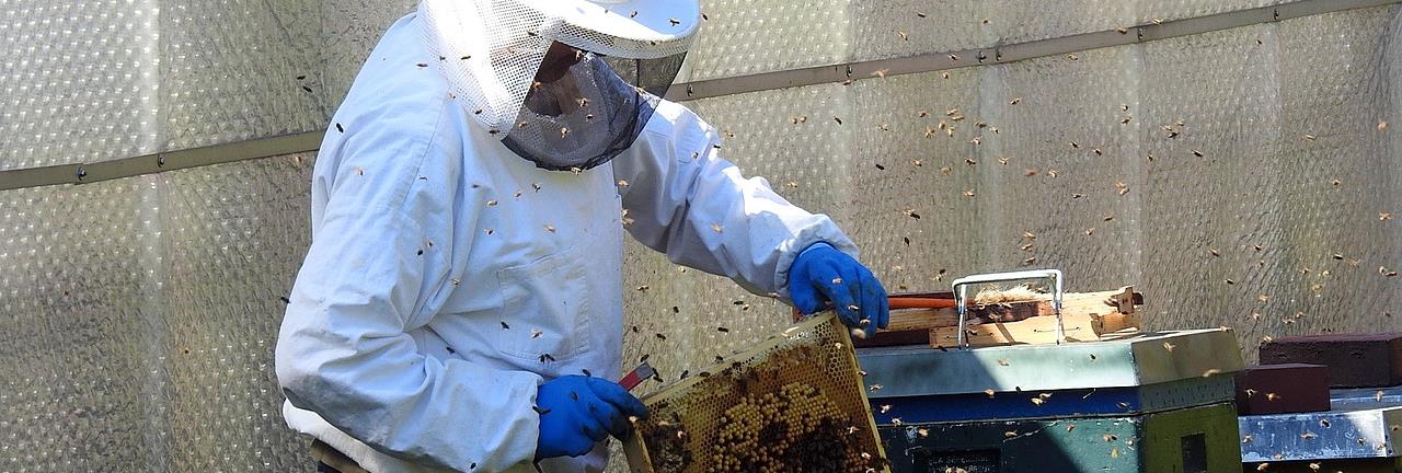 Bee Removal Long Island | Bees | Hornets | Wasps | New York