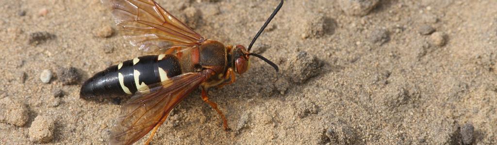 Bee Removal Long Island | Wasps | New York | Cicadas | Cicada Killer Wasps | Hive | Nest | Remove | Nassau County | Long Island