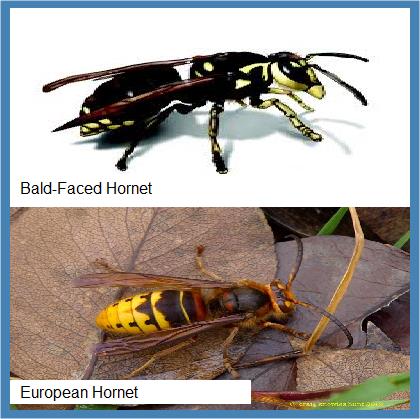 hornet bees