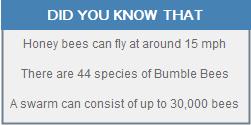 Bee Removal | Long Island | New York | Bees | Wasps | Hornets | Hive | Nest