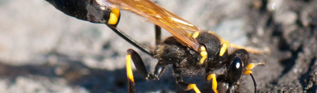 Bee Removal Long Island | Wasps | New York | Mud Daubers | Mud Dauber Wasps | Hive | Nest | Remove | Nassau County | Long Island