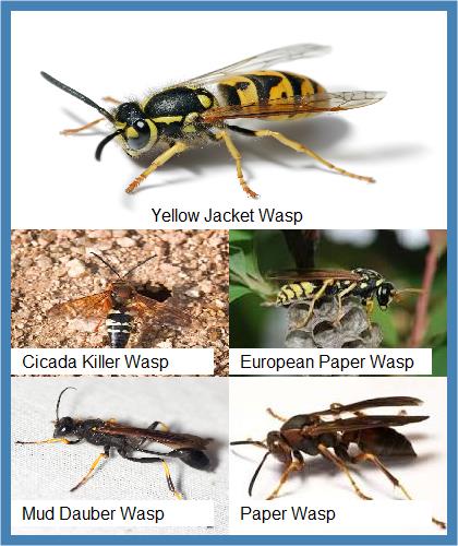 Wasps | Yellow Jacket | Paper | European | Mud Dauber | Cicada Killer | Hives | Nest | Remove