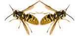 Bee Removal Long Island | Wasps | New York | Paper | European | Paper Wasps | Hive | Nest | Remove | Nassau County | Long Island