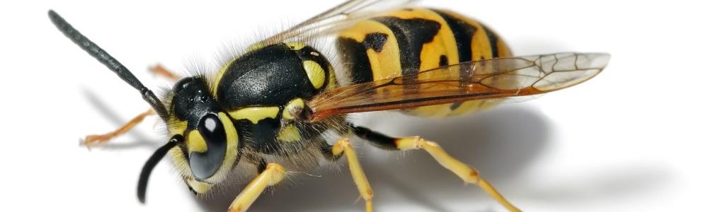 Bee Removal Long Island | Bees | Yellowjacket | Yellow Jacket | Wasp | Hive | Nest | New York | Remove | Nassau County